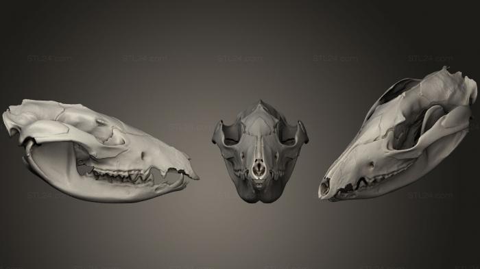 Анатомия скелеты и черепа (Черепа животных 021, ANTM_0228) 3D модель для ЧПУ станка